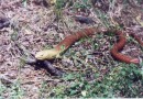 European legless lizard ©  Pandion Wild Tours